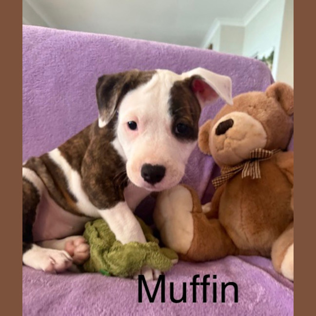 Photo of Muffin 