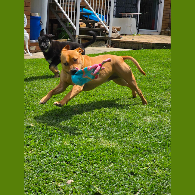 Photo of Bravo – 11 Week Old Shepherd X Husky (Trial)