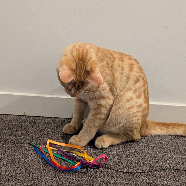 Photo of Cheerio