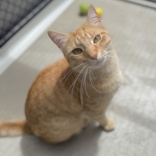 Photo of Oscar