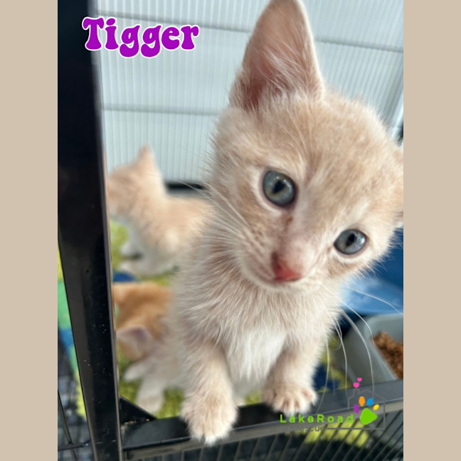 Photo of Tigger