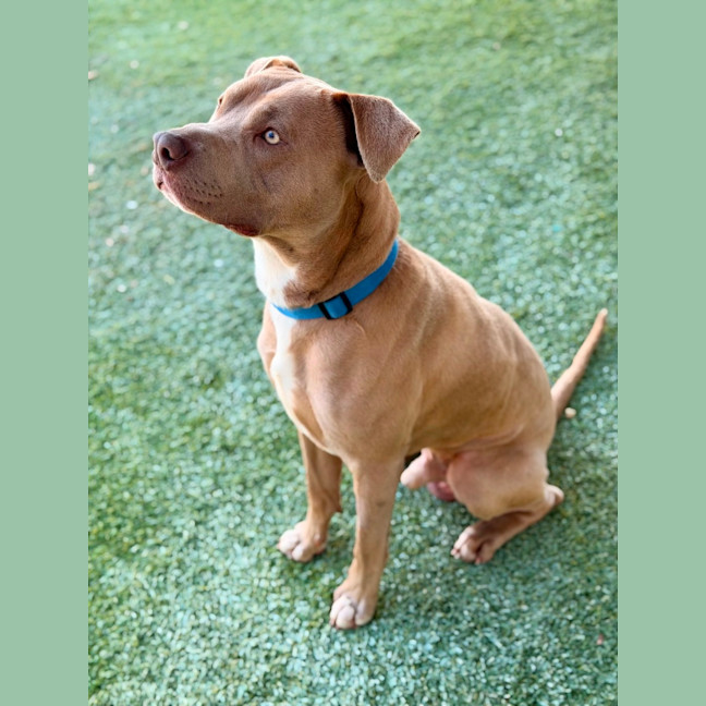 Photo of Bluey