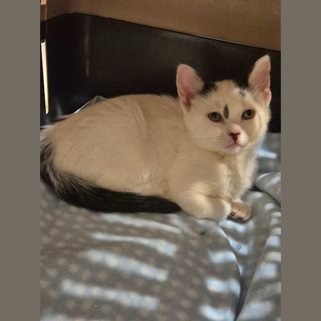 Photo of Yin And Yang