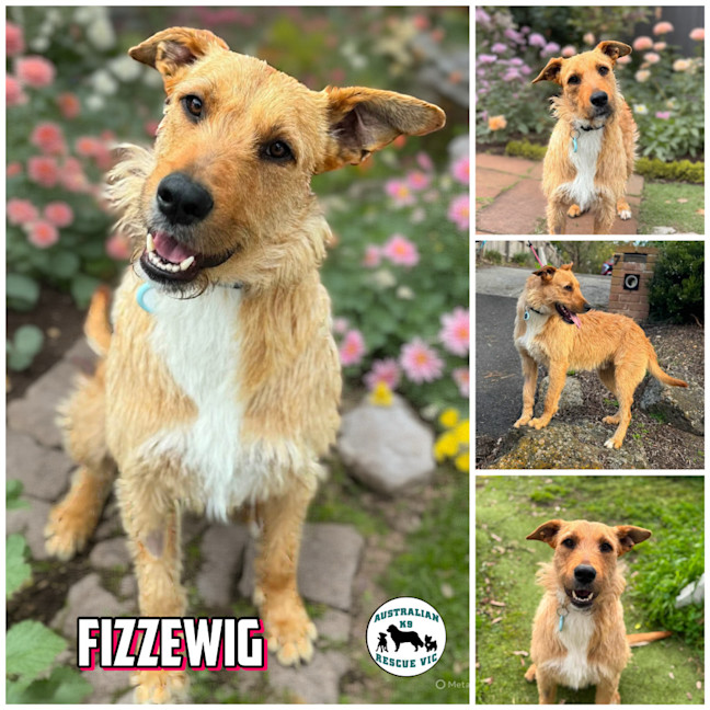 Photo of Fizzewig 