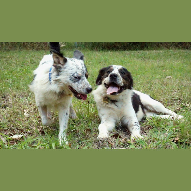 Photo of Otis