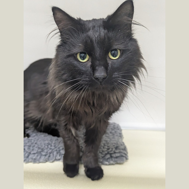 Photo of 🍝 Merlin 6510 🍝