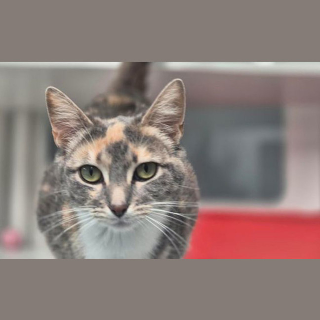 Photo of Dottie