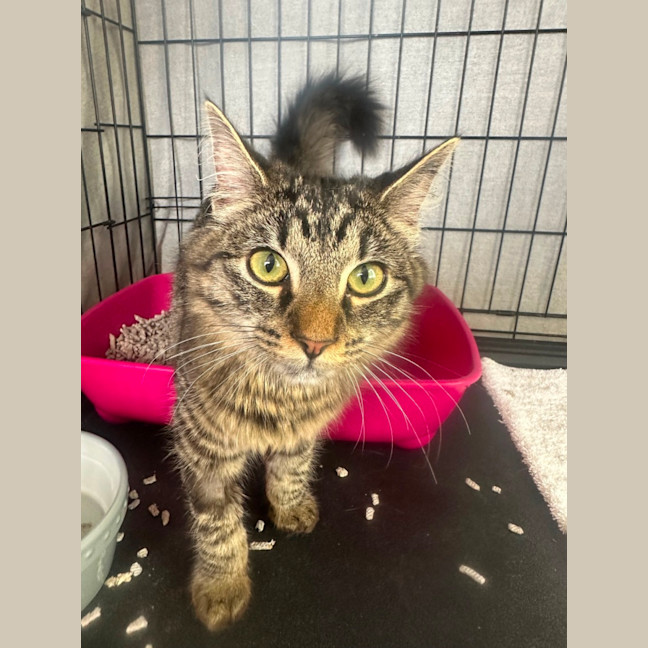 Photo of Salami & Pepperoni 