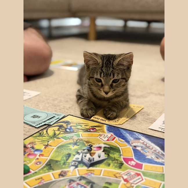 Photo of Nova *9 Lives Project Rescue*