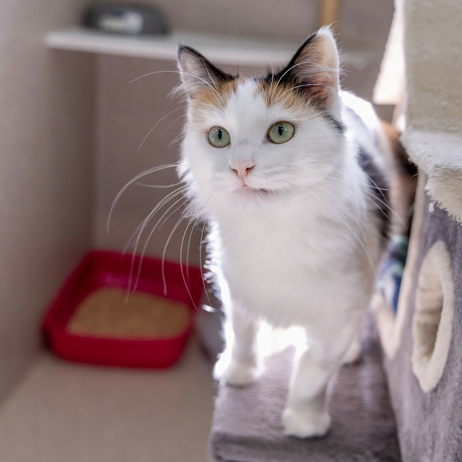 Photo of Callie