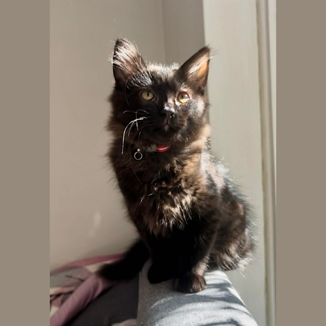 Photo of Huckleberry