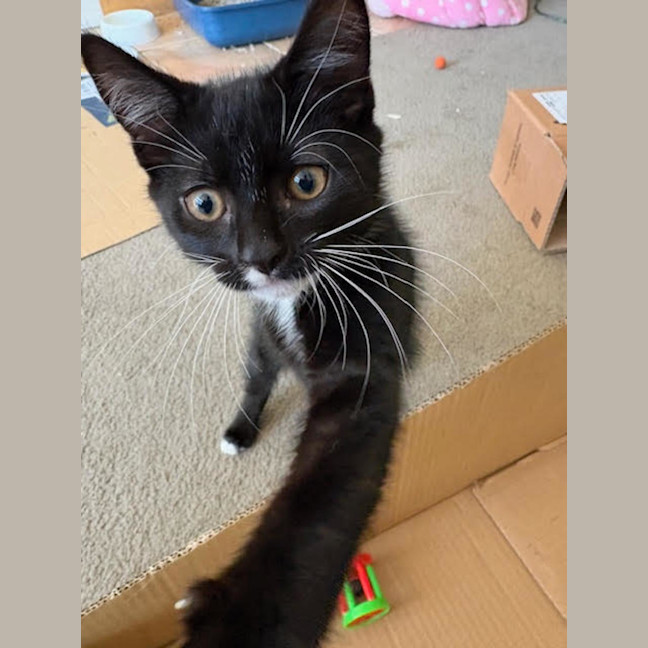 Photo of Sylvester