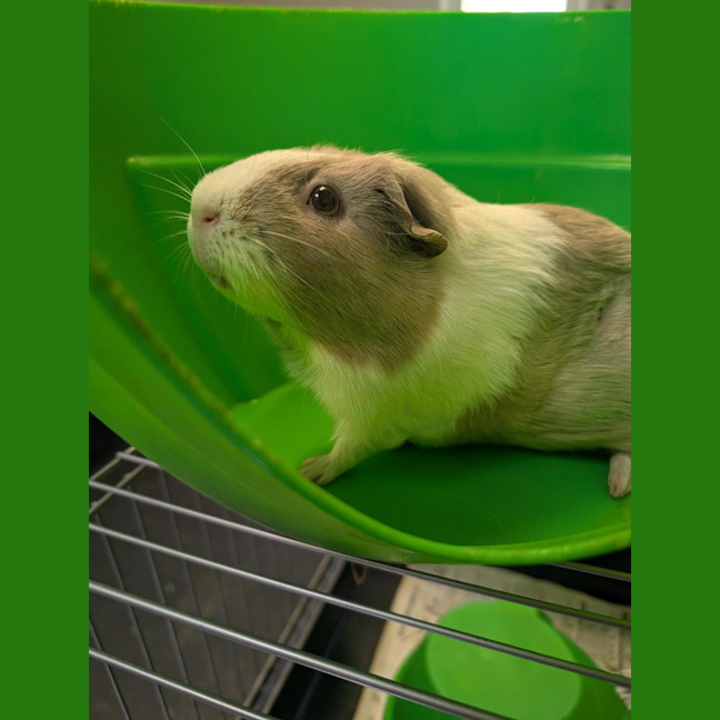 Photo of Croissant