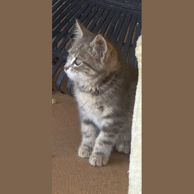 Photo of Kitty (Kale)