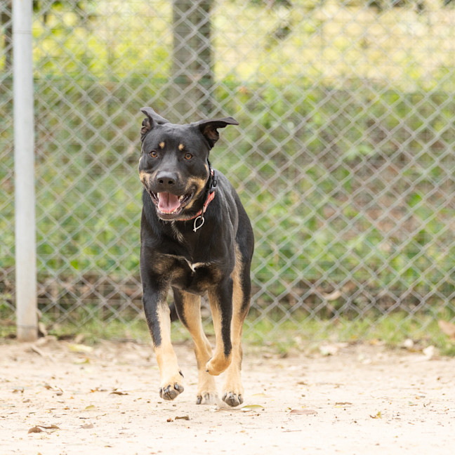Photo of Echo