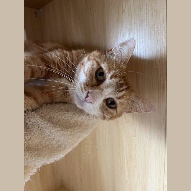 Photo of Tiger   Available Pet Quarters Morisset