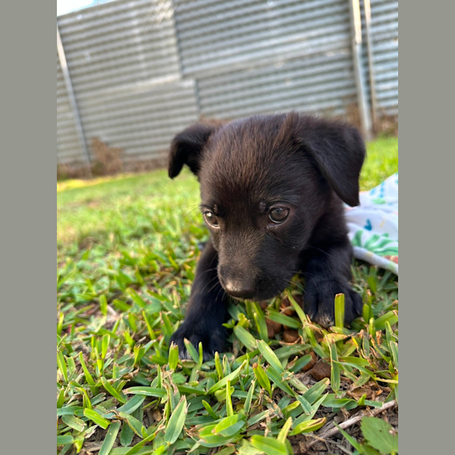 Photo of Taz   8 Week Old Cattle Dog X Kelpie