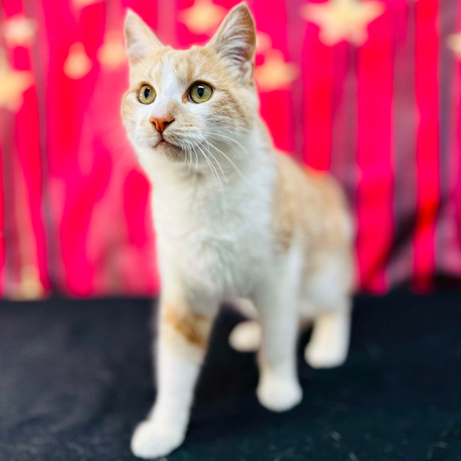 Photo of Jabba (Located In Coburg)