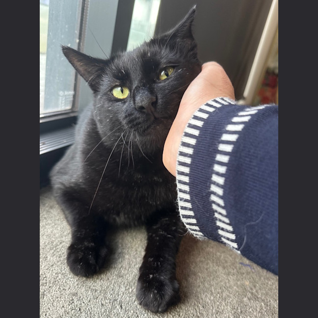 Photo of Sir Boopsalot