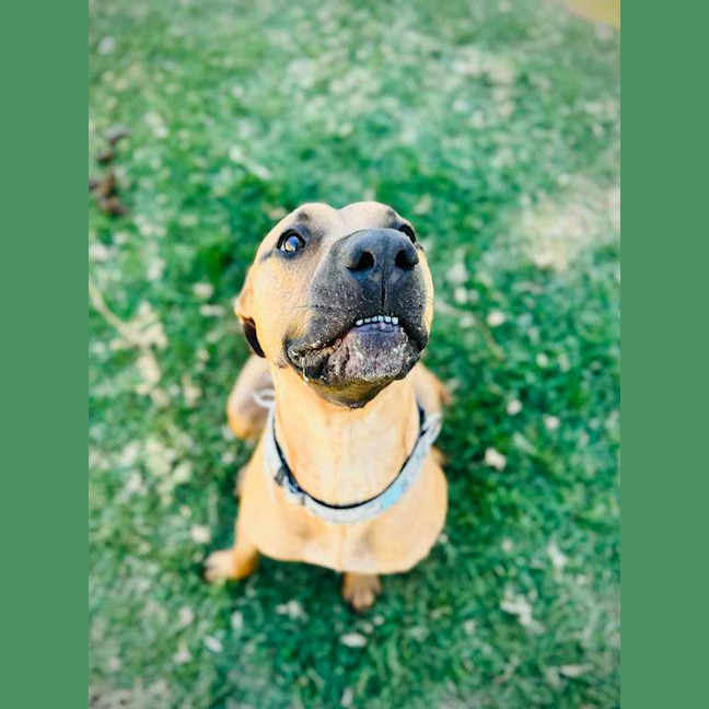 Photo of Scooby