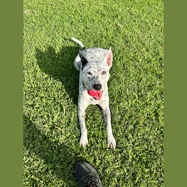 Photo of Cooper