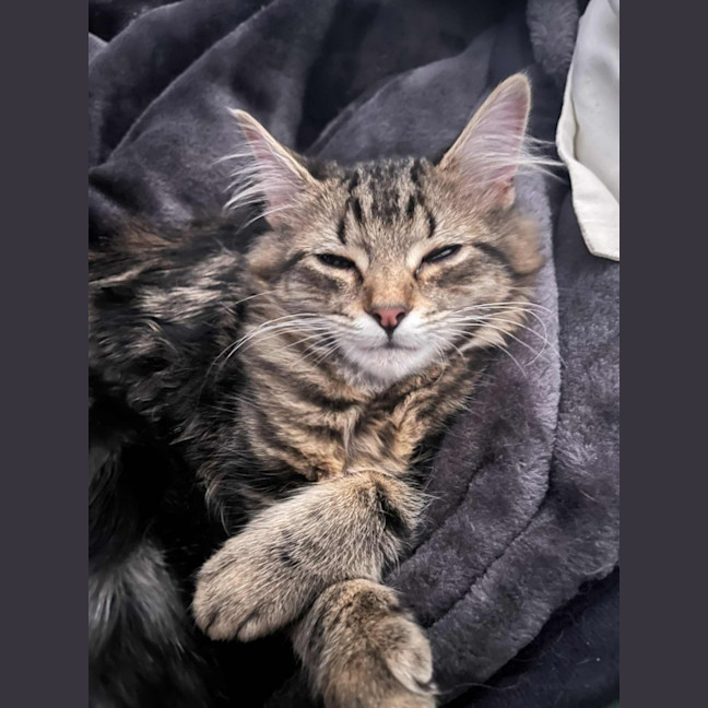 Photo of Bucket   In Foster Care In Greensborough