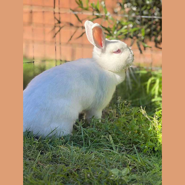 Photo of Darcy
