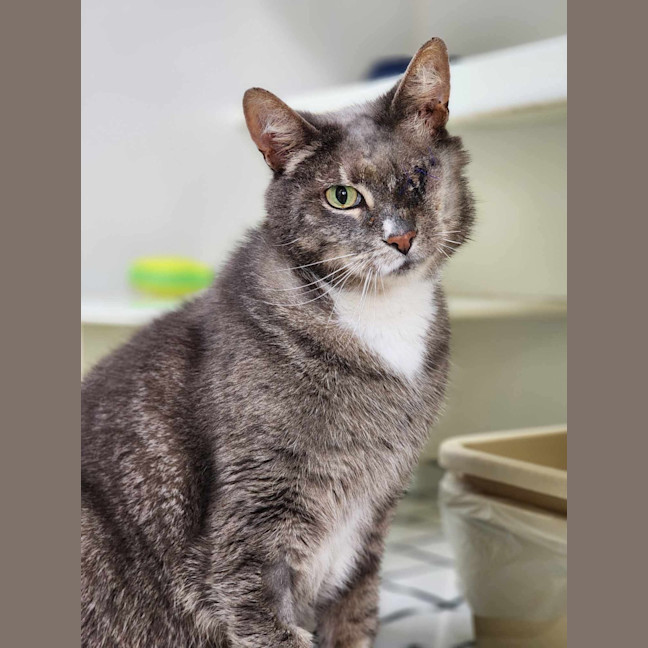 Photo of 🥗 Popeye 5839 🥗