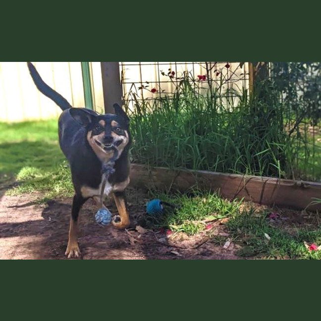 Photo of Pixie