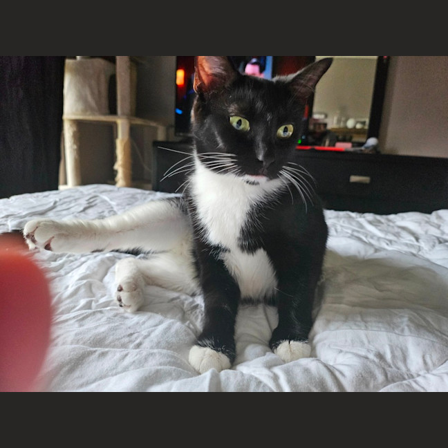 Photo of Puddin