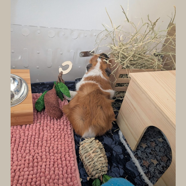 Photo of Cinnamon / Mochi