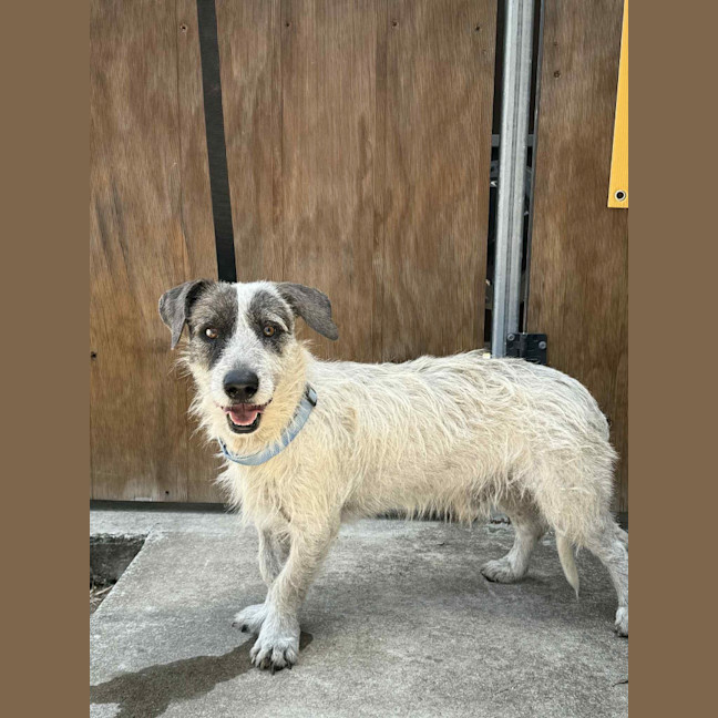 Photo of Hairy Harry