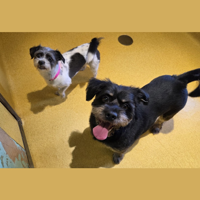 Photo of Marmite Imp 3173