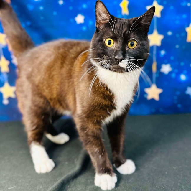 Photo of Domino   Located In Watsonia