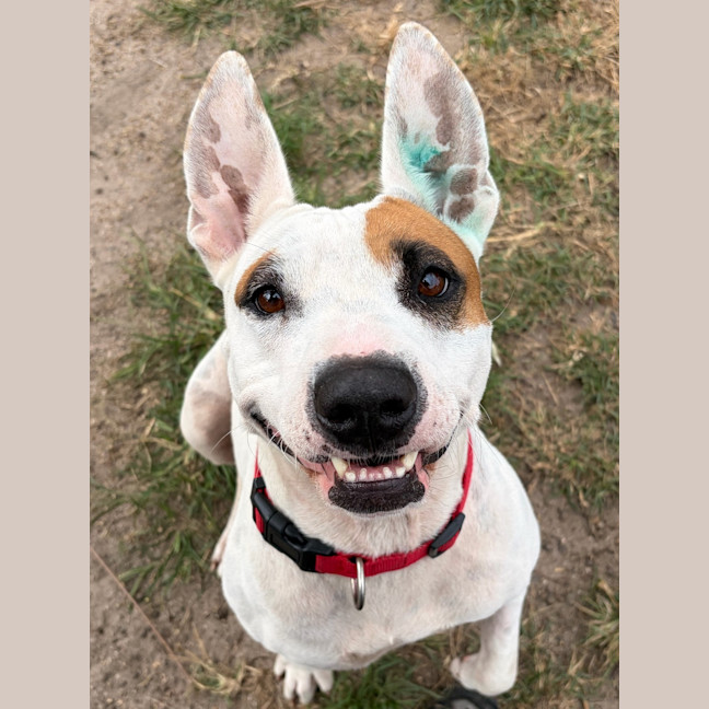 Photo of Tilly