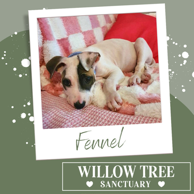 Photo of Fennel