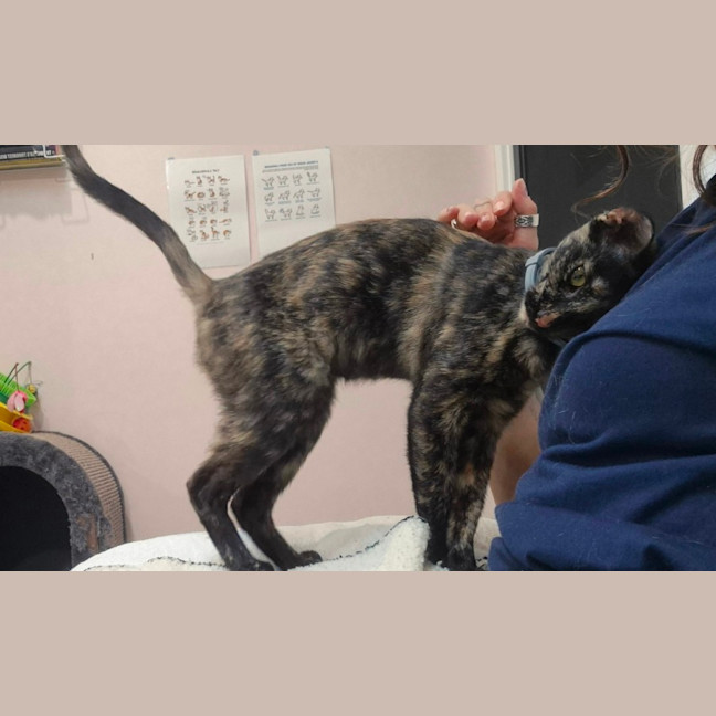 Photo of Cosmo (8940)