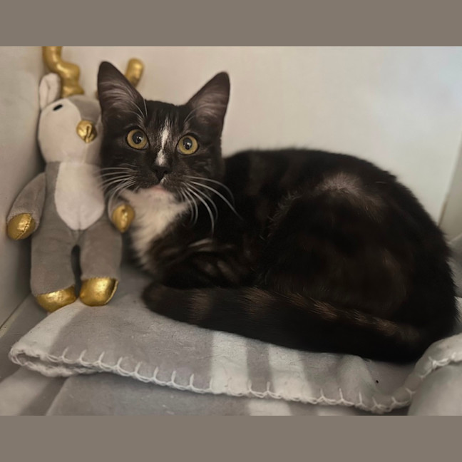 Photo of Savanna