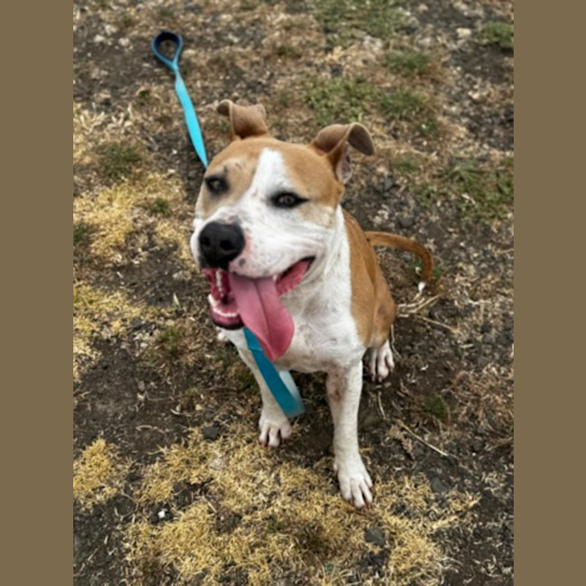 Photo of Sage (67909)