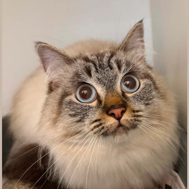 Photo of Simon 