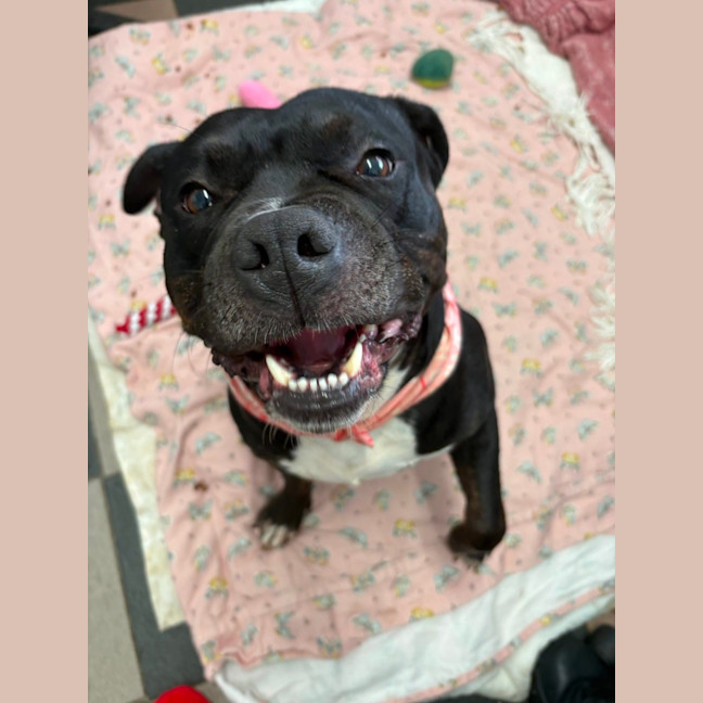 Photo of Buddy