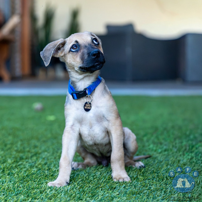 Photo of Milo