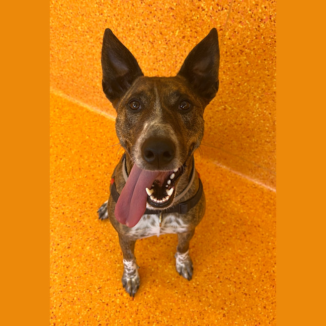 Photo of Honey
