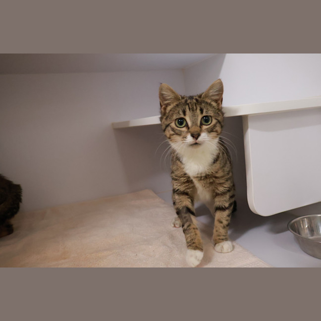 Photo of Tigger