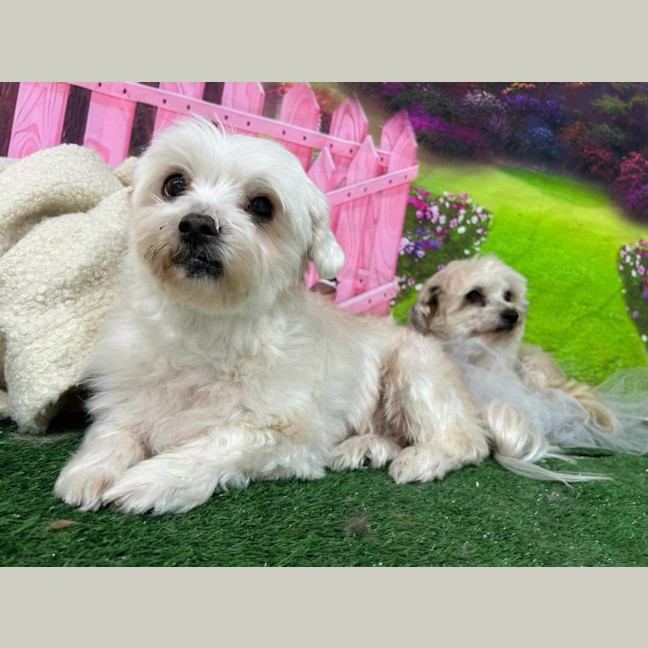 Photo of Bianca / Stella