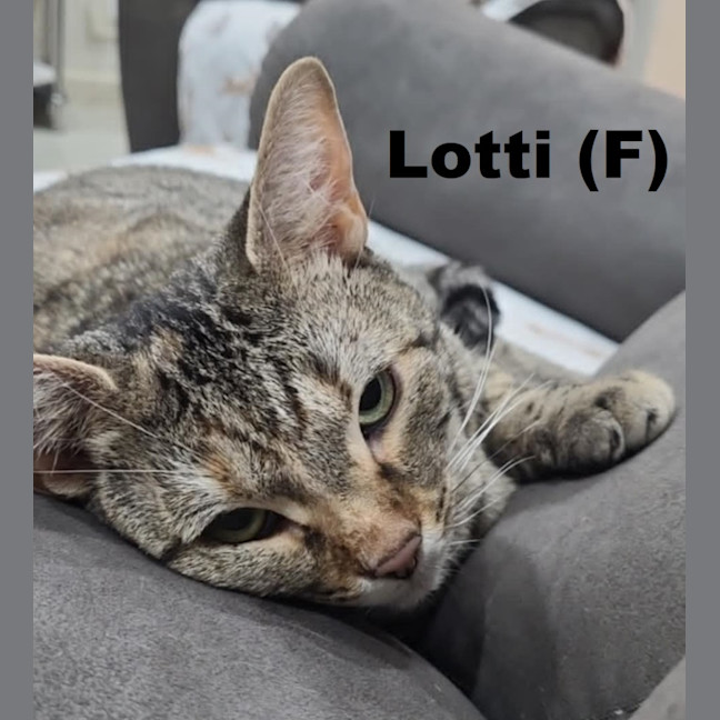 Photo of Lotti