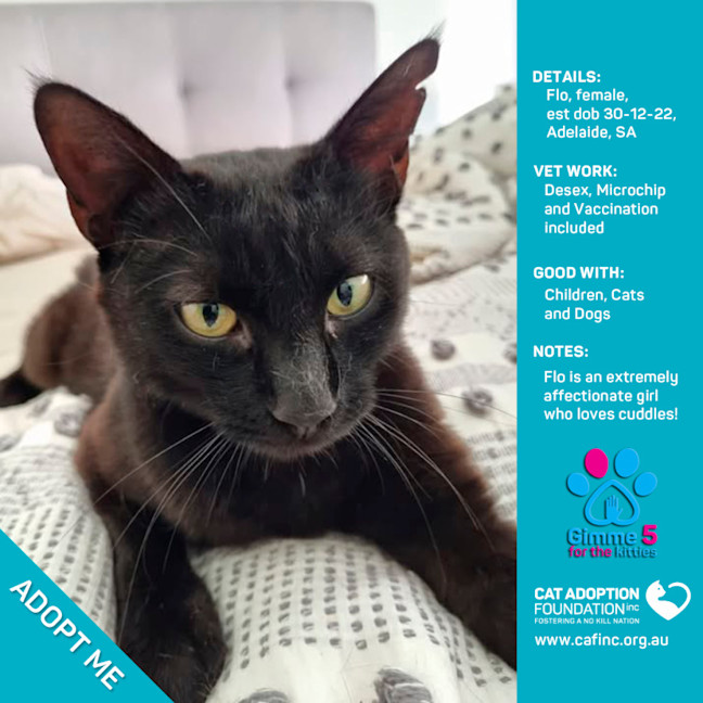 Photo of Flo Only $40 Limited Time!