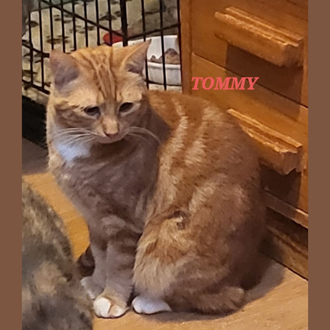 Photo of Tommy Tucker