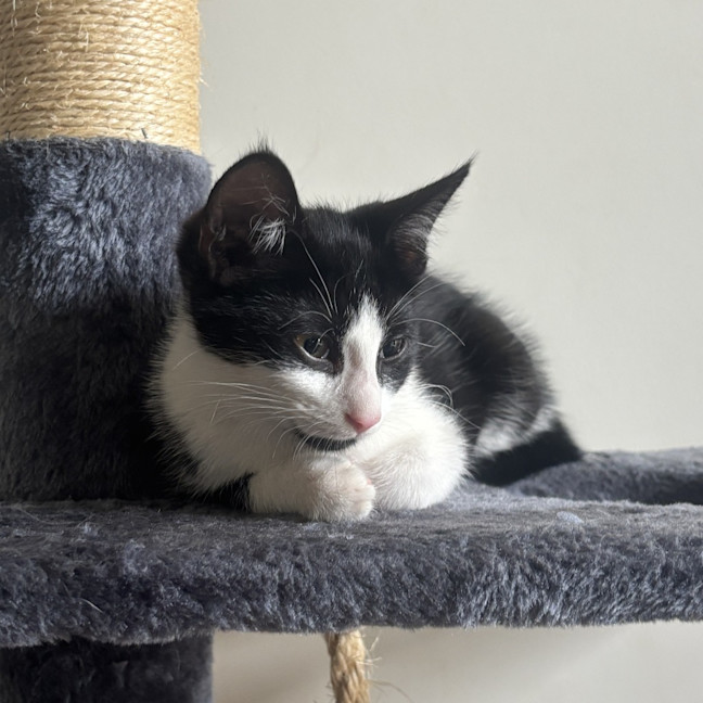 Photo of Cappuccino