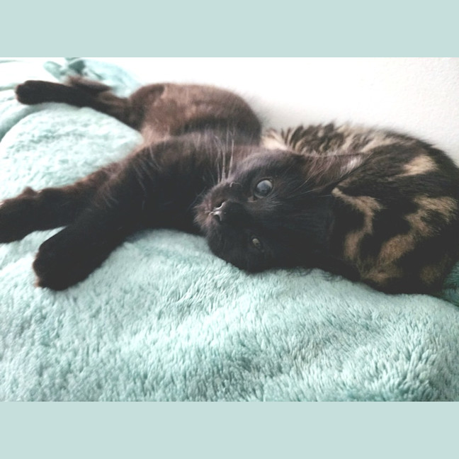 Photo of Sabbi
